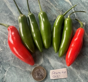 Chilisamen, Chili verschiedene Sorten mild bis scharf Bild 9