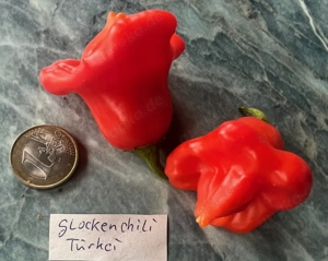 Chilisamen, Chili verschiedene Sorten mild bis scharf Bild 8