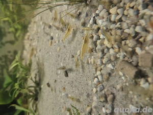 Zwerggarnelen zu verkaufen Bild 2