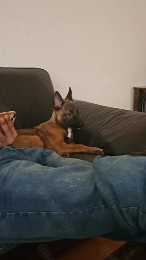 Malinoise sucht neues Zuhause 