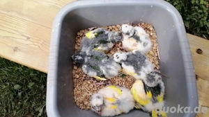  Junge Ziegensittiche 