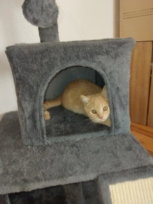 BKH Kitten 15 Wochen, beige