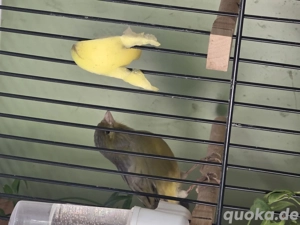 kanarienvogel 