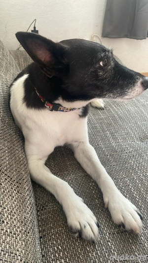 verkaufe juck rusel mix 