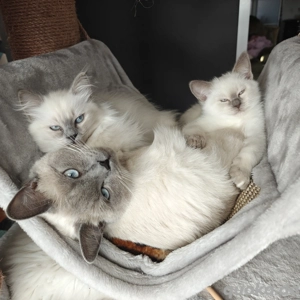 Heilige Birma Britisch Kurzhaar BKH Mix Kitten 