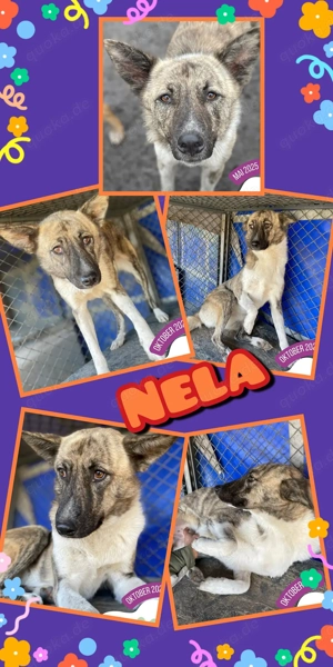 zauberhafte, ruhige, liebe, wunderschöne Hündin "Nela" sucht ein schönes Zuhause 