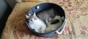 bkh kater sucht neues zuhause