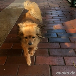 Russischer Toy Terrier