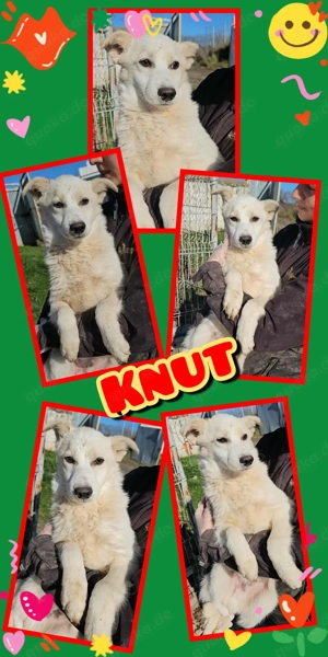 wunderschöner Welpenjunge "Knut" sucht dringend ein liebevolles Zuhause 