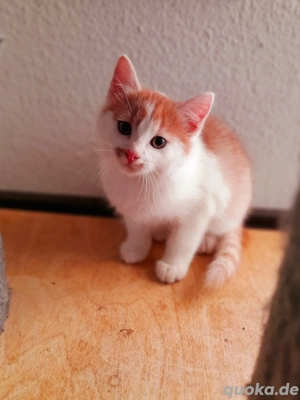 MainCoon Mix Babykätzchen Kitten Katzenbabys  Bild 9