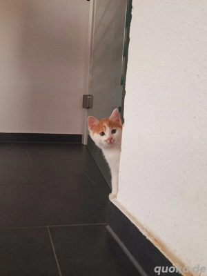 MainCoon Mix Babykätzchen Kitten Katzenbabys  Bild 2