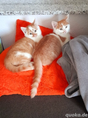 MainCoon Mix Babykätzchen Kitten Katzenbabys  Bild 5