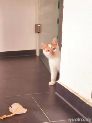 MainCoon Mix Babykätzchen Kitten Katzenbabys  Bild 3