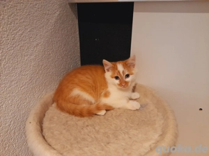 MainCoon Mix Babykätzchen Kitten Katzenbabys  Bild 8