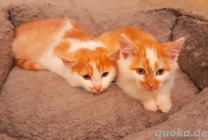 MainCoon Mix Babykätzchen Kitten Katzenbabys  Bild 6