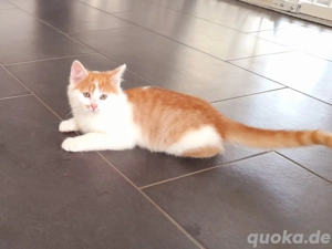 MainCoon Mix Babykätzchen Kitten Katzenbabys  Bild 4