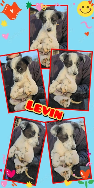 zauberhafter, wunderschöner Welpenjunge "Levin" sucht dringend ein liebevolles Zuhause 