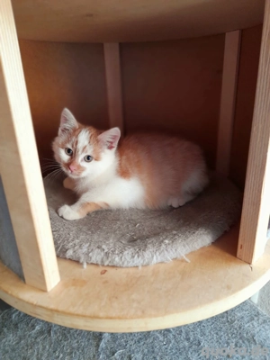 MainCoon Mix Babykätzchen Kitten Katzenbabys  Bild 10