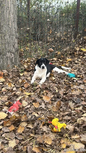 Oreo wünscht sich ein Zuhause 