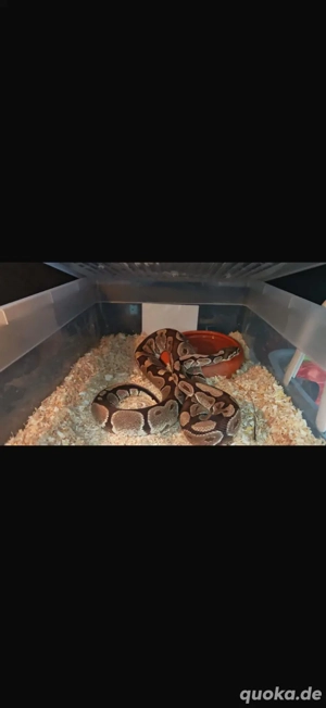 Königspython Pärchen 1.1 (Python regius)