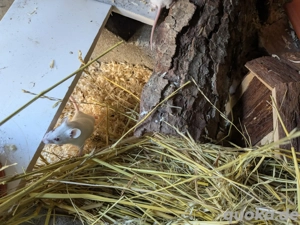 Maus Mäuse  Bild 4