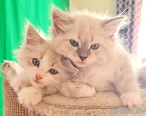 Die süßesten und schönsten Kätzchen suchen neue Freunde!