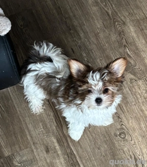 biewer yorkshire Mädchen 