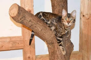 Bengalkatze  Lana    Eleganz trifft Temperament