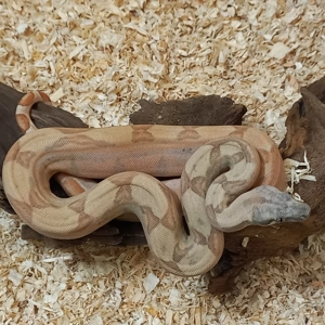 Boa constrictor  1.0 Img Hypo Labyrinth 
