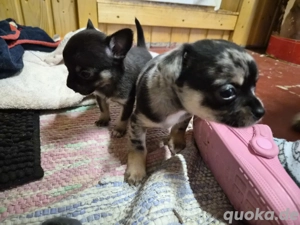 chihuahua jungs 