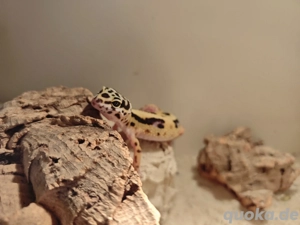 Leopardgecko Weibchen