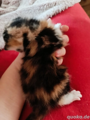 Bkh Maine coon kitten 