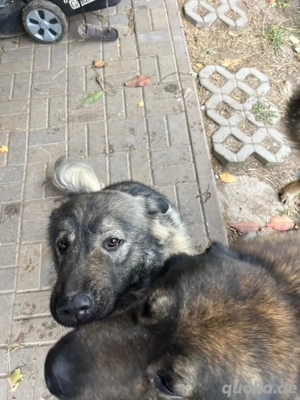 Suchen liebevolles zuhause für Spike und Maya