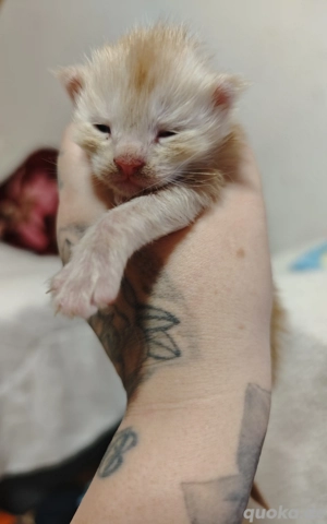 Reinrassige Mainecoon