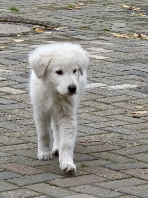 Sofort auszugsbereit , Maremmano Abruzzen,13 Wo