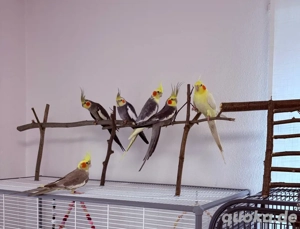 Nymphensittiche unterschiedlichen Alters