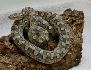 Regenbogenboas, Argentinische Regenbogenboas Bild 5