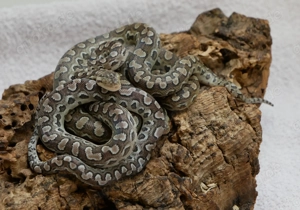 Regenbogenboas, Argentinische Regenbogenboas Bild 2