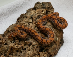 Regenbogenboas, Argentinische Regenbogenboas Bild 3