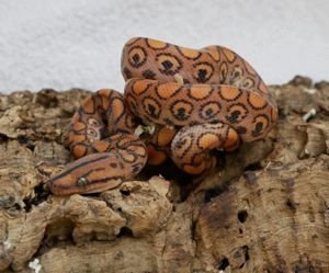 Regenbogenboas, Argentinische Regenbogenboas Bild 4