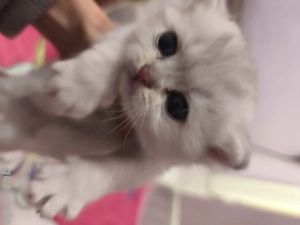 Britisch Kurzhaar Kitten suchen ab Januar ein Zuhause 