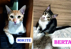 Moritz & Berta   zwei kleine Kämpfer auf der Suche nach einem liebevollen Zuhause  (Nur gemeinsam al