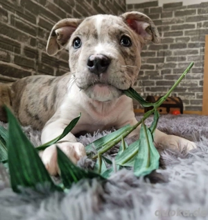 *auszugsbereit* Einzigartige American Bully XL Welpen
