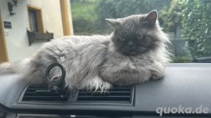 Wo darf ich Einzelprinzessin sein ?