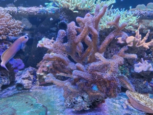 Große Stylophora "Milka" Koralle Meerwasser 