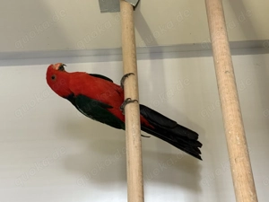 Königsittich Hahn zuchtreif 