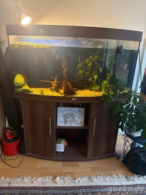 Aquarium 200 Liter mit zwei Ouachita-Höckerschildkröten, Graptemys ouachitensis.