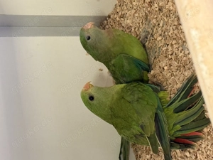 Schildsittiche barabandsittich Sittiche 