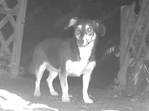 Schmusehundchen Sissi