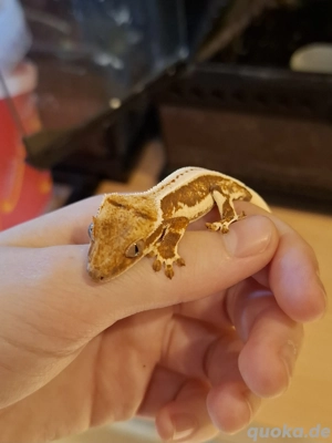 Kronengecko 0.0.1 Correlophus ciliatus Lilly White Red DNZ 2025